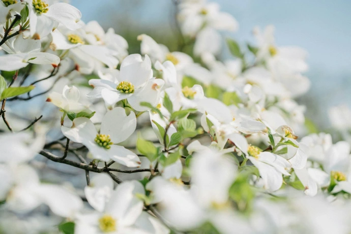 a bunch of white flowers that are on a tree